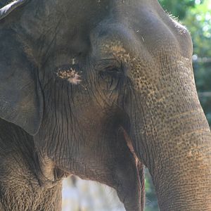 Tricia the Elephant.