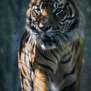 Sumatran Tiger