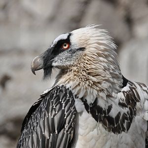 Bearded vulture/ Gypaetus barbatus