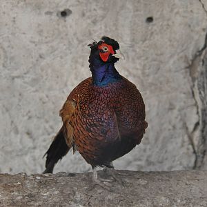 Common ring-necked pheasant/ Phasianus colchicus colchicus