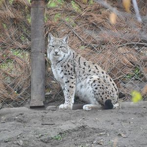 Caucasian lynx/ Lynx lynx dinniki