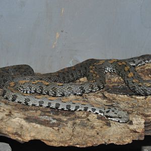 Armenian viper/ Vipera raddei