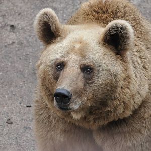 Syrian brown bear/ Ursus arctos syriacus