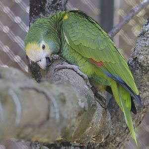 Yellow-shouldered amazon