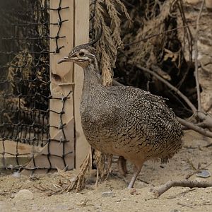 Elegant crested tinamou