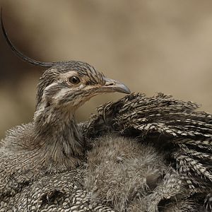 Elegant crested tinamou, in inelegant pose