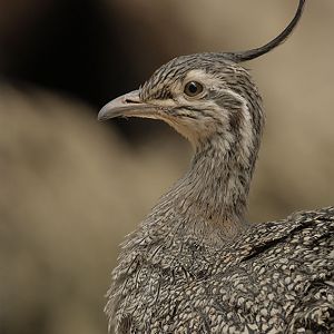 Elegant crested tinamou
