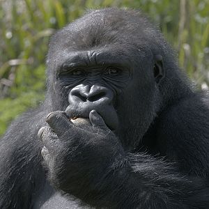 Western gorilla 'Matadi'