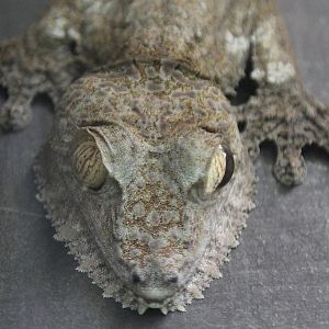 Common Leaf-tailed Gecko (Uroplatus fimbriatus), April 2015