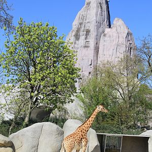 Kordofan Giraffe (Giraffa camelopardalis antiquorum), April 2015
