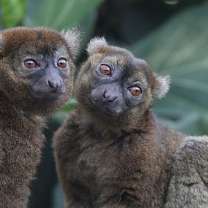 Greater Bamboo Lemurs (Prolemur simus), April 2015