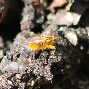 Golden dung fly