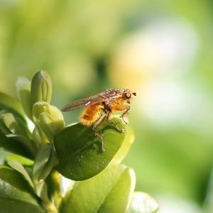 Golden dung fly