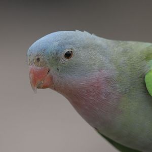 Princess of Wales parakeet
