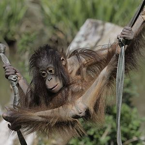 Bornean orang utan Tatau