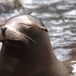 California Sea Lion