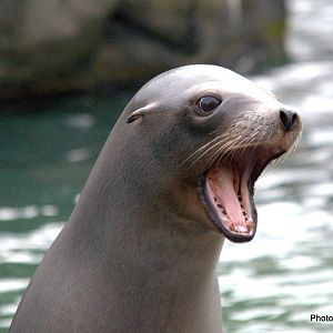California Sea Lion