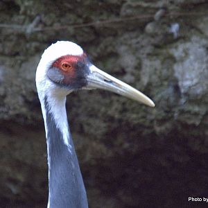 White naped crane