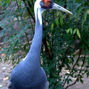 White naped crane