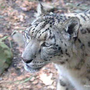 Mia the Snow leopard