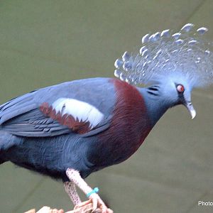 Victoria Crowned Pigeon