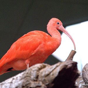 Scarlet Ibis