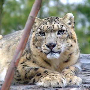 Snow leopard