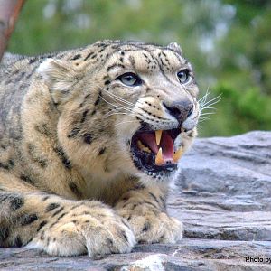 Snow leopard