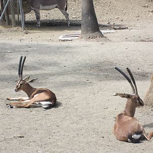 Cuvier's gazelle