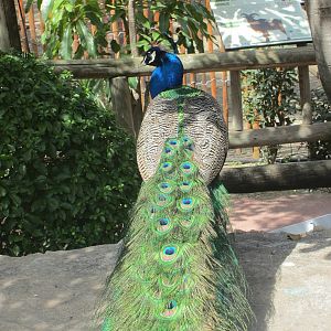 Indian Peacock
