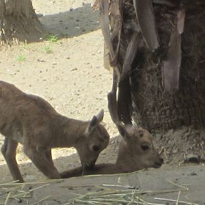 Barbary sheep kid