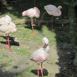 Lesser Flamingo