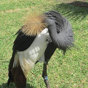 Black crowned crane