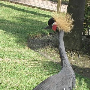 Black crowned crane