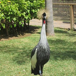 Gray crowned crane