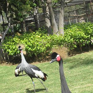 Black and gray crowned crane