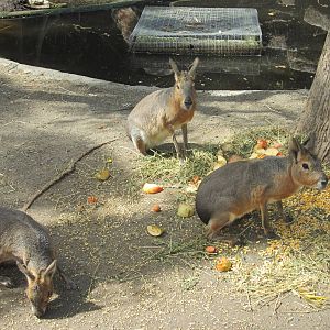 Patagonian mara