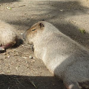 Capybara