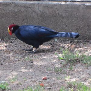 Violet Turaco