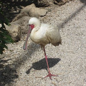 African spoonbill