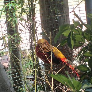 Golden pheasant cock