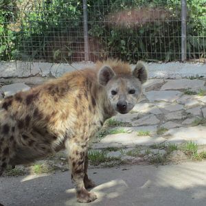 Spotted hyena