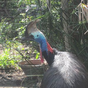 Southern cassowary
