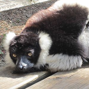 Black and white ruffed lemur