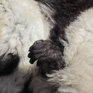 Black and white ruffed lemur hand