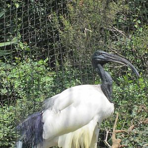 African sacred ibis