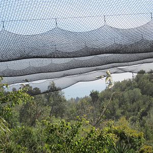 African sacred ibis in aviary
