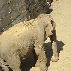 Asian elephant