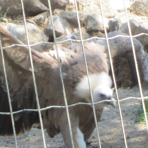 Griffon Vulture