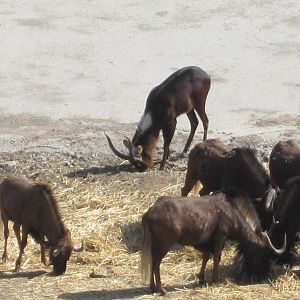 Black wildebeest and Nile lechwe